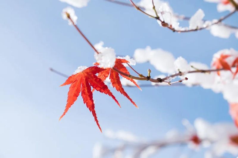 立冬：歲月如風(fēng)，愿你無憂